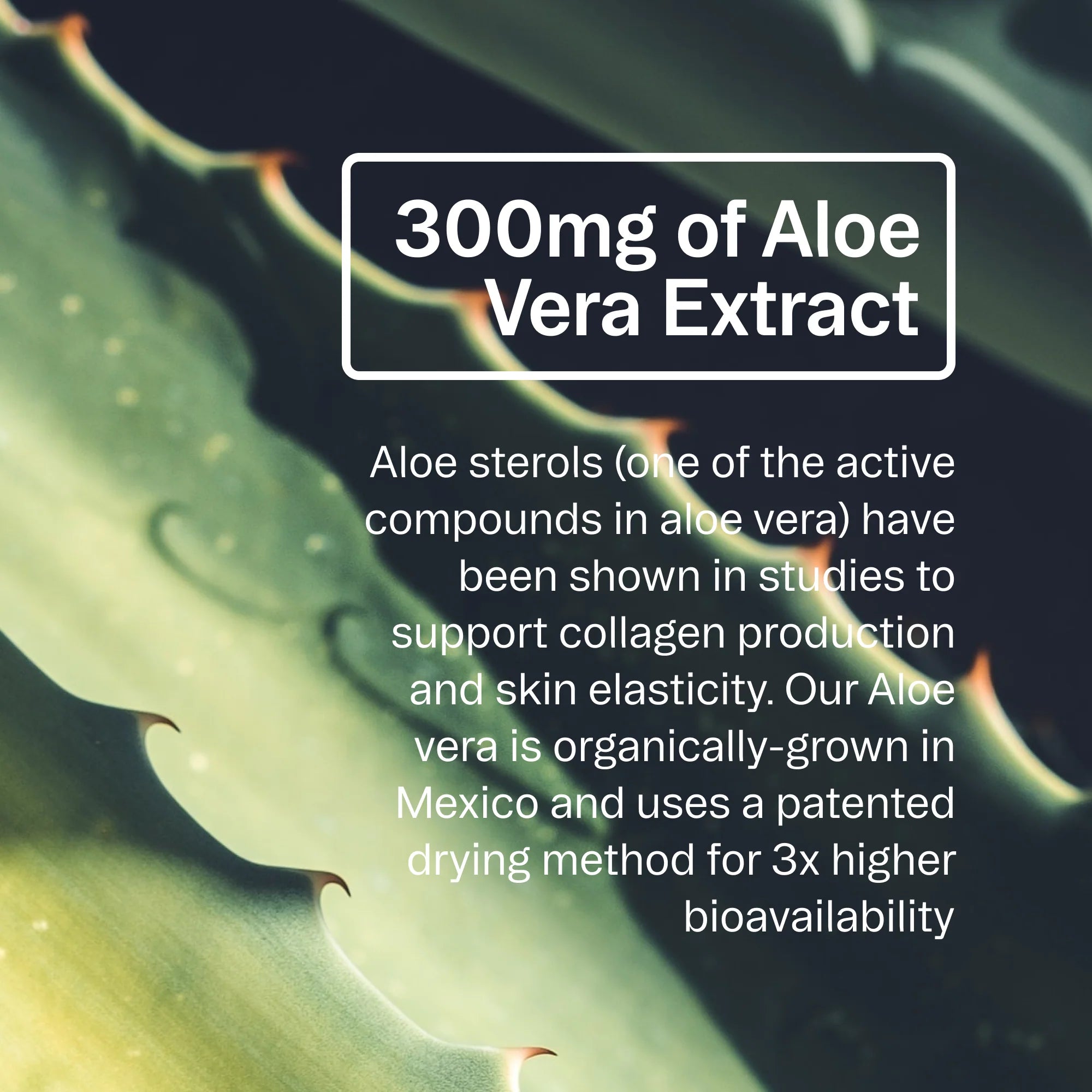 Ora Aloe Gorgeous: Vanilla Plant-Based Collagen-Boosting Powder
