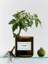 Flamingo Estate | Roma Heirloom Tomato Candle - The Look and Co