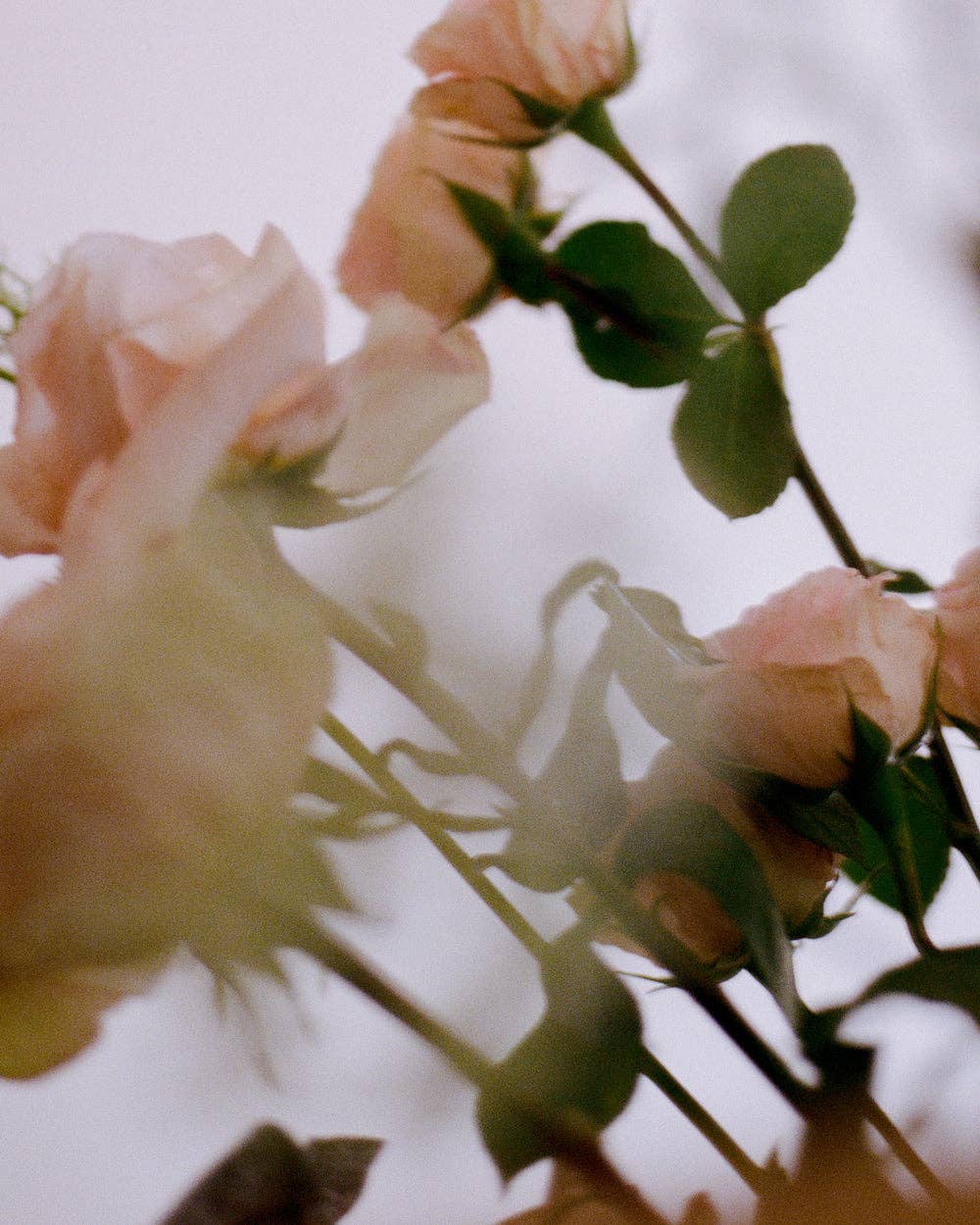 Lavune - N˚07 Rosewood Candle | Bruised Rose & Sandalwood - The Look and Co