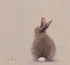 Emeline Watchorn - Greetings Card - BN001 Bunny 6x6 - The Look and Co