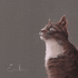 Emeline Watchorn - Greetings Card - CT002 Tabby Cat 6x6 - The Look and Co