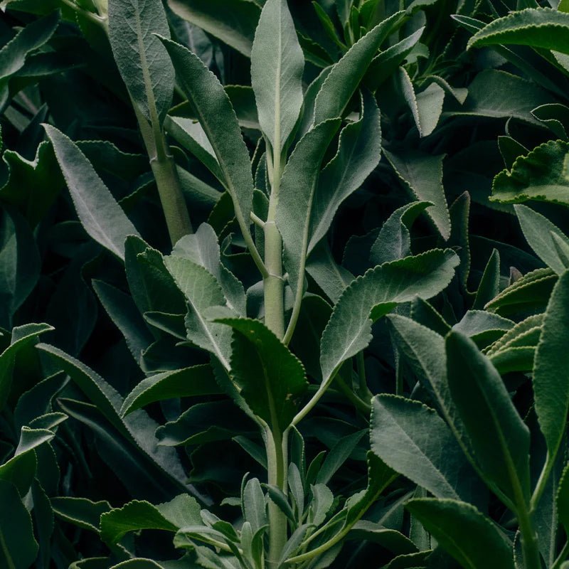 Flamingo Estate Rosemary Clary Sage Glass Hand Soap - The Look and Co