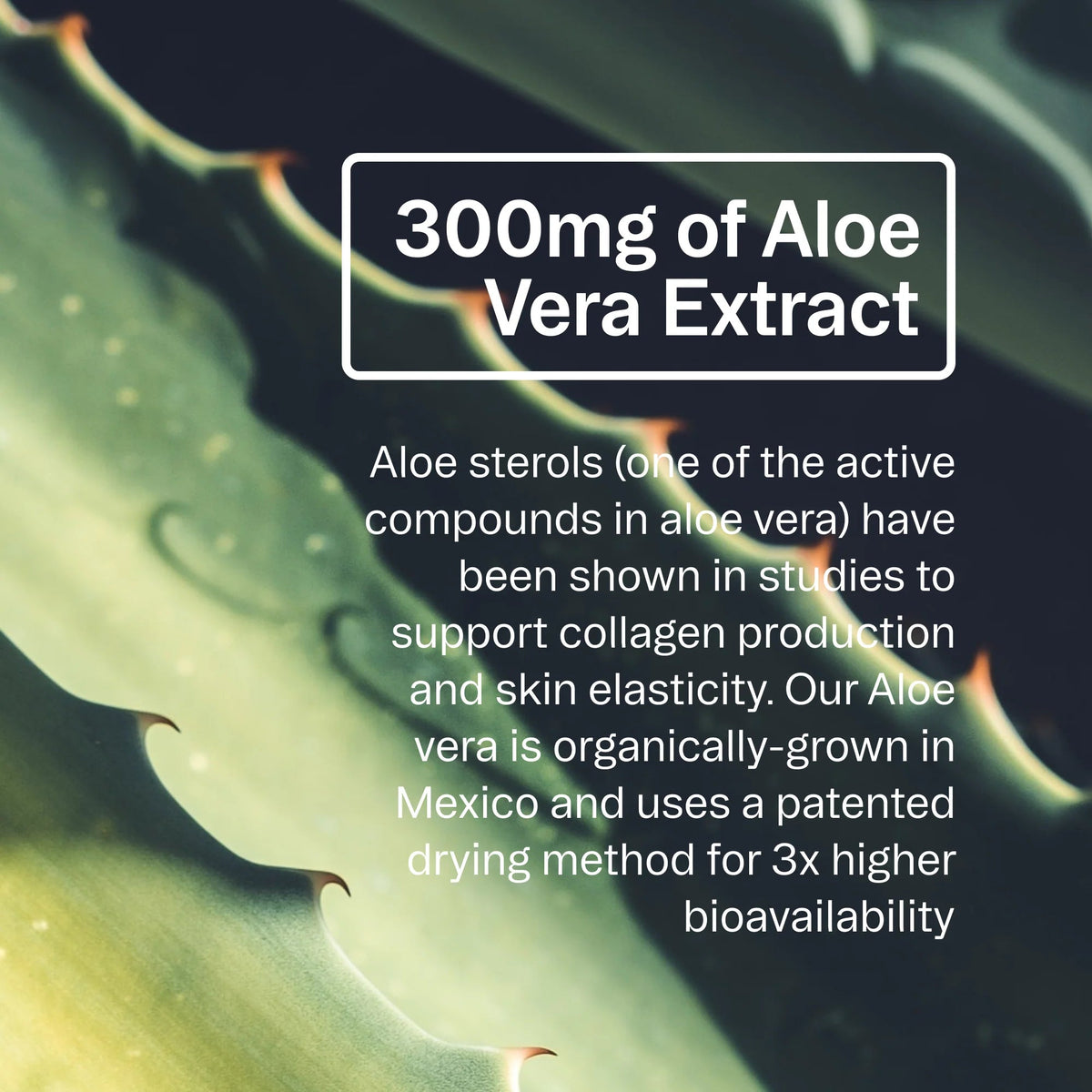 Ora Aloe Gorgeous: Vanilla Plant-Based Collagen-Boosting Powder - The Look and Co