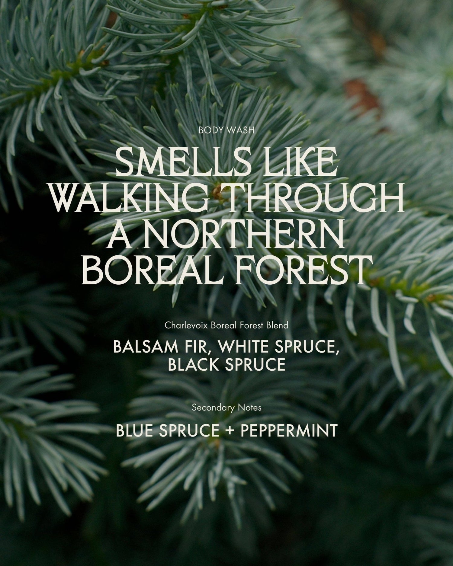 Sans Savon - Body Wash, Charlevoix Boreal Forest Blend (500ml) - The Look and Co