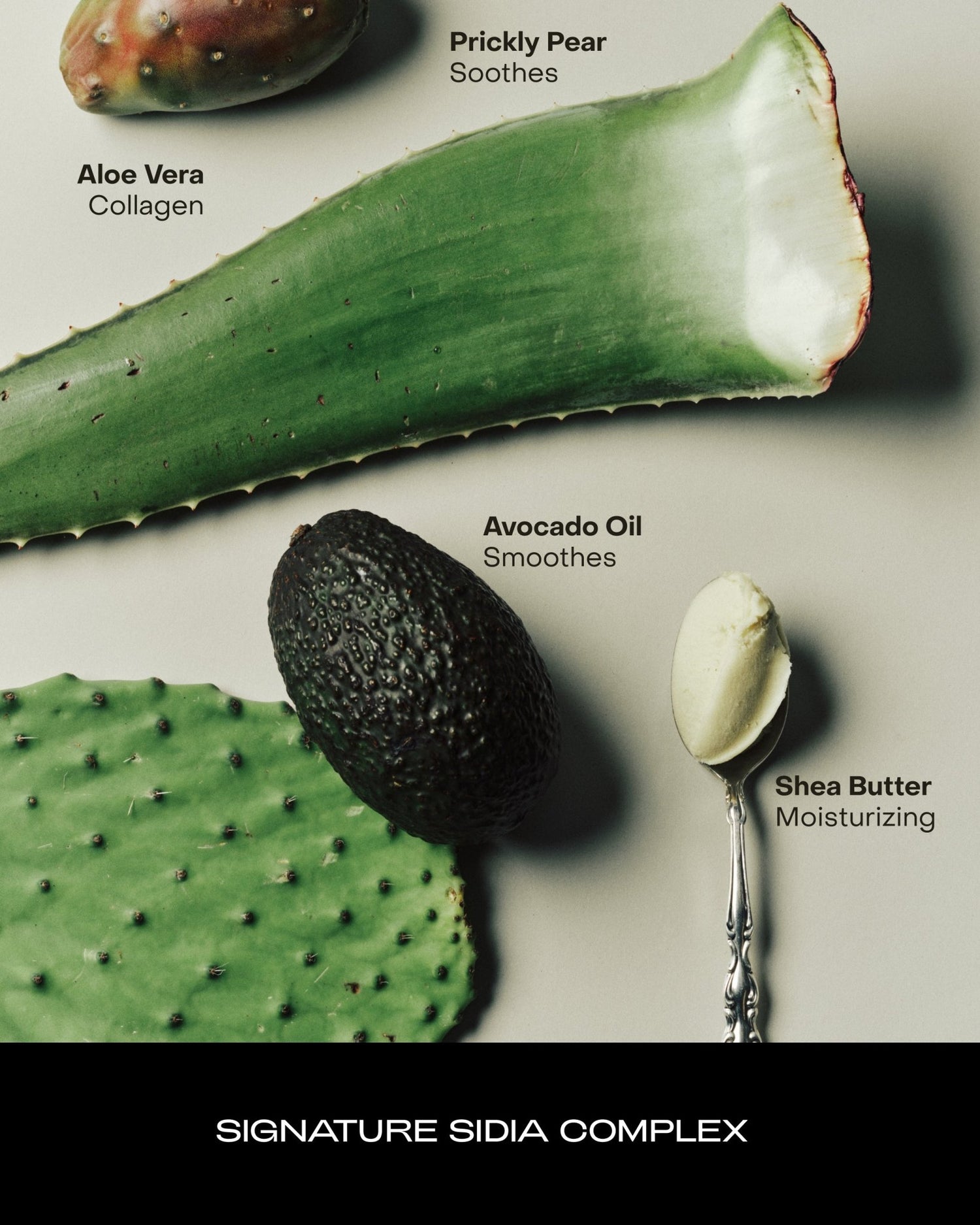 SIDIA The Cream: Soaked - The Look and Co